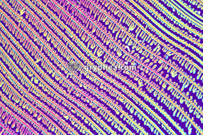 Urée LPA x40 - gryphea.org